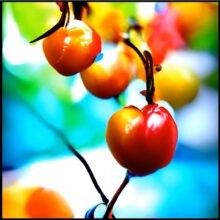 カナダのエレクトロ・アーティスト Daphni、ニューアルバム『Cherry』を 10/7 リリース！