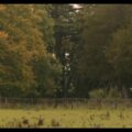 The Japanese House、約2年半ぶりのニューシングル「Boyhood」をリリース！